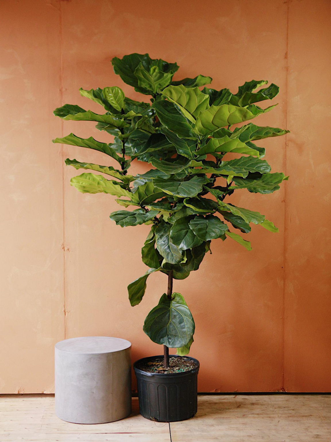 Fiddle Leaf Fig Fiddle Leaf Fig
