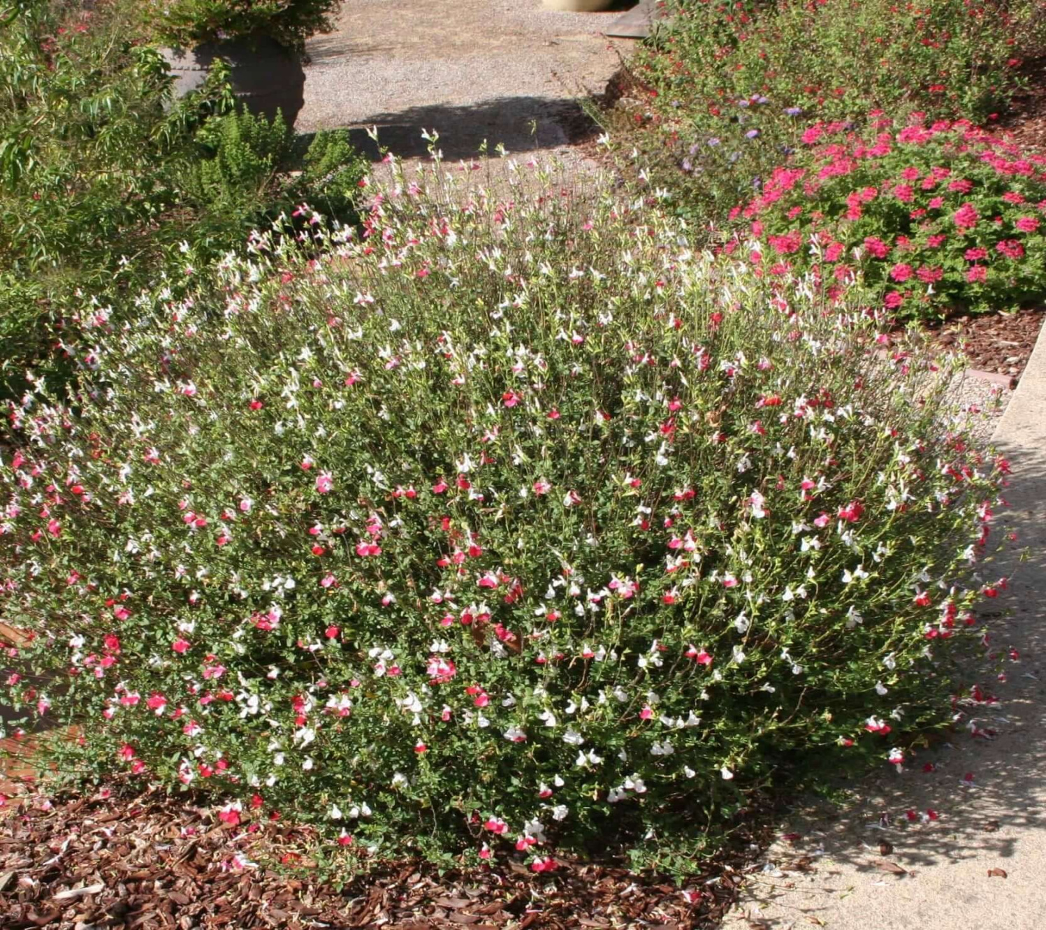 Hot Lips Sage - Gallon Hot Lips Sage - Gallon