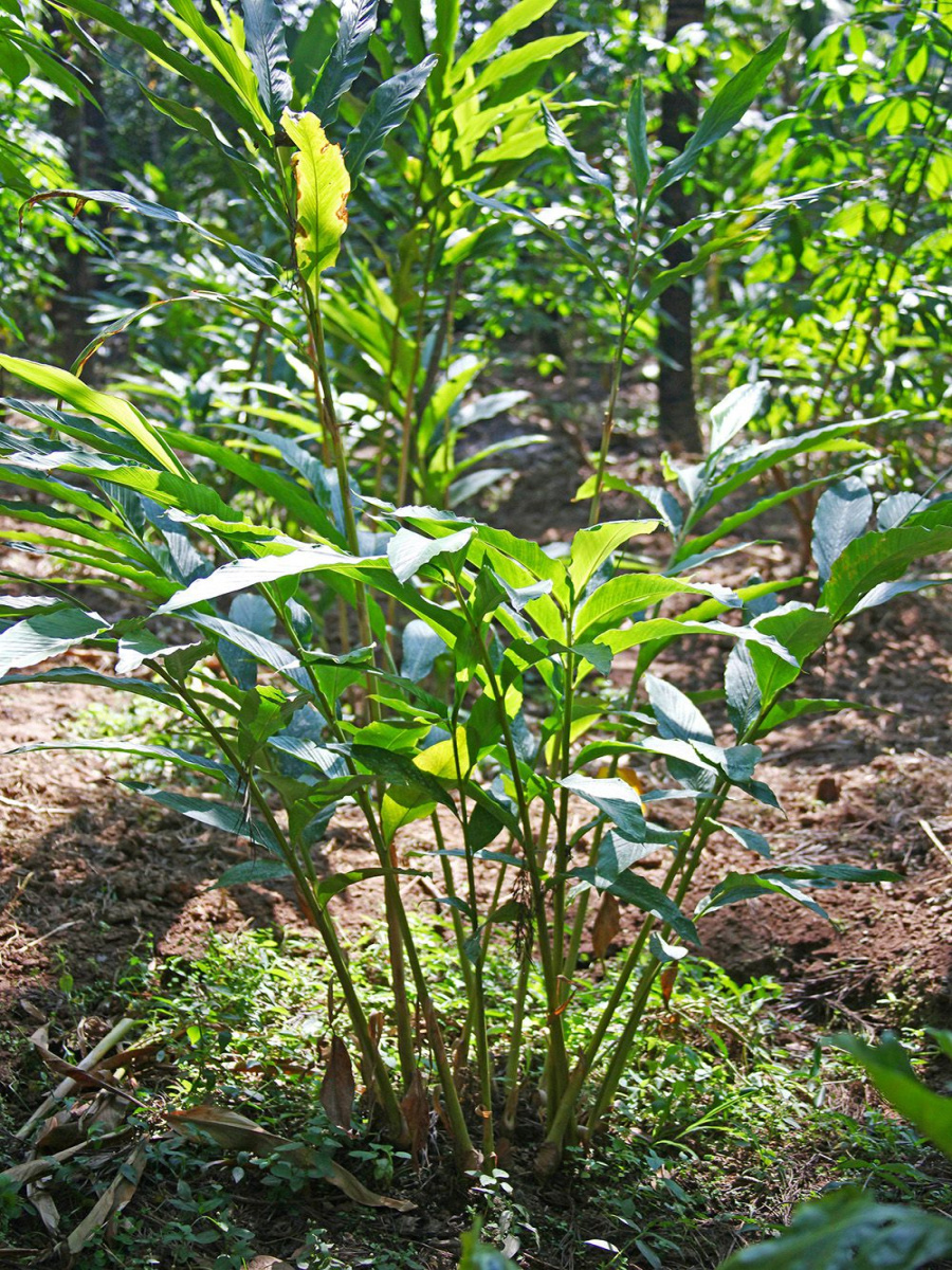 How to Plant and Grow a Cardamom Plant How to Plant and Grow a Cardamom Plant