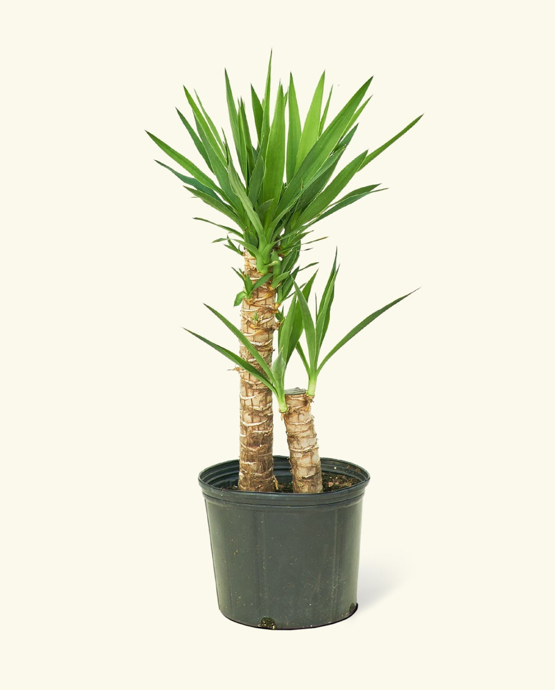 Large Yucca Cane (Yucca gigantea) – Rooted Large Yucca Cane (Yucca gigantea) – Rooted
