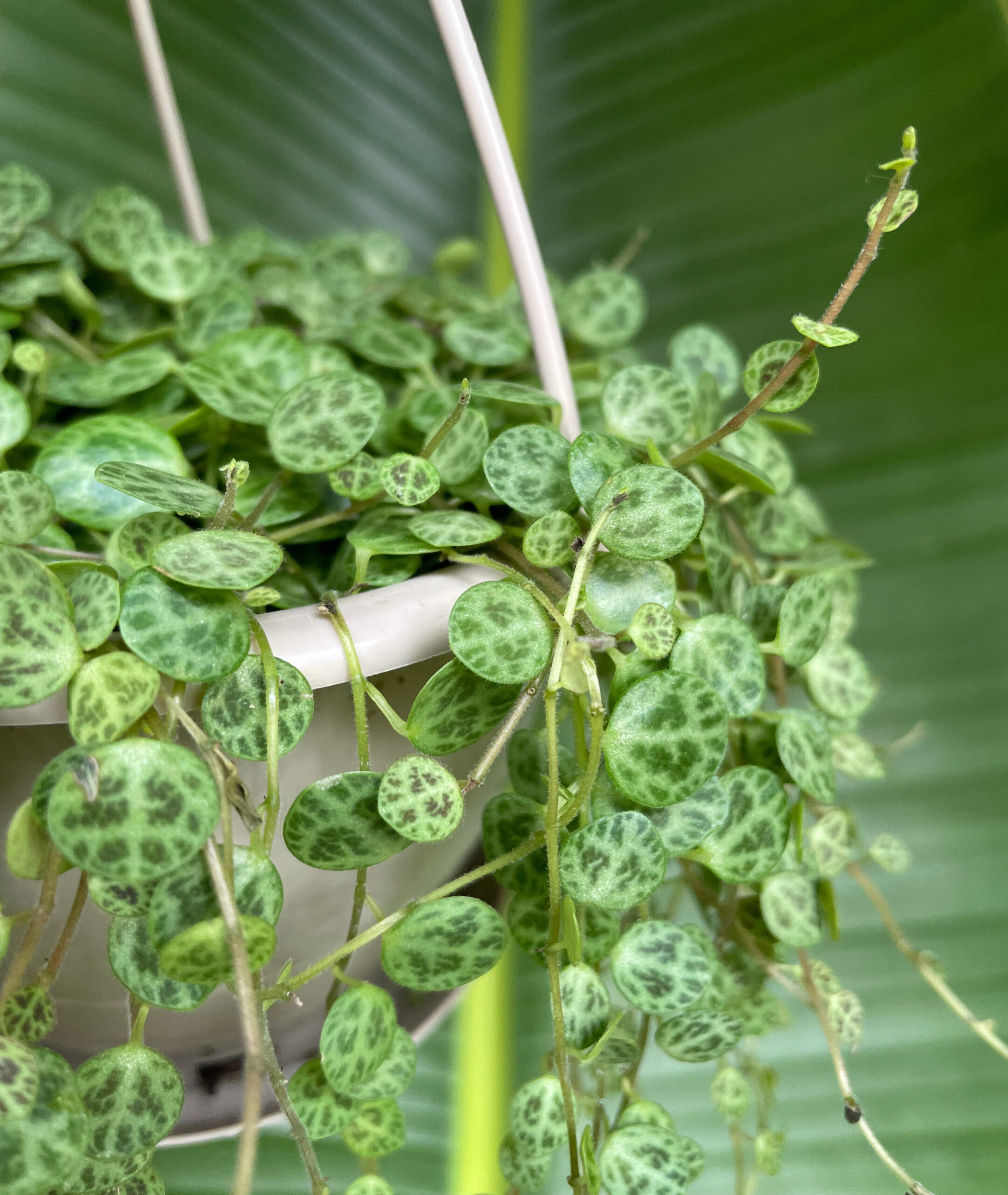 String of Turtles – Chelsea Garden Center String of Turtles – Chelsea Garden Center